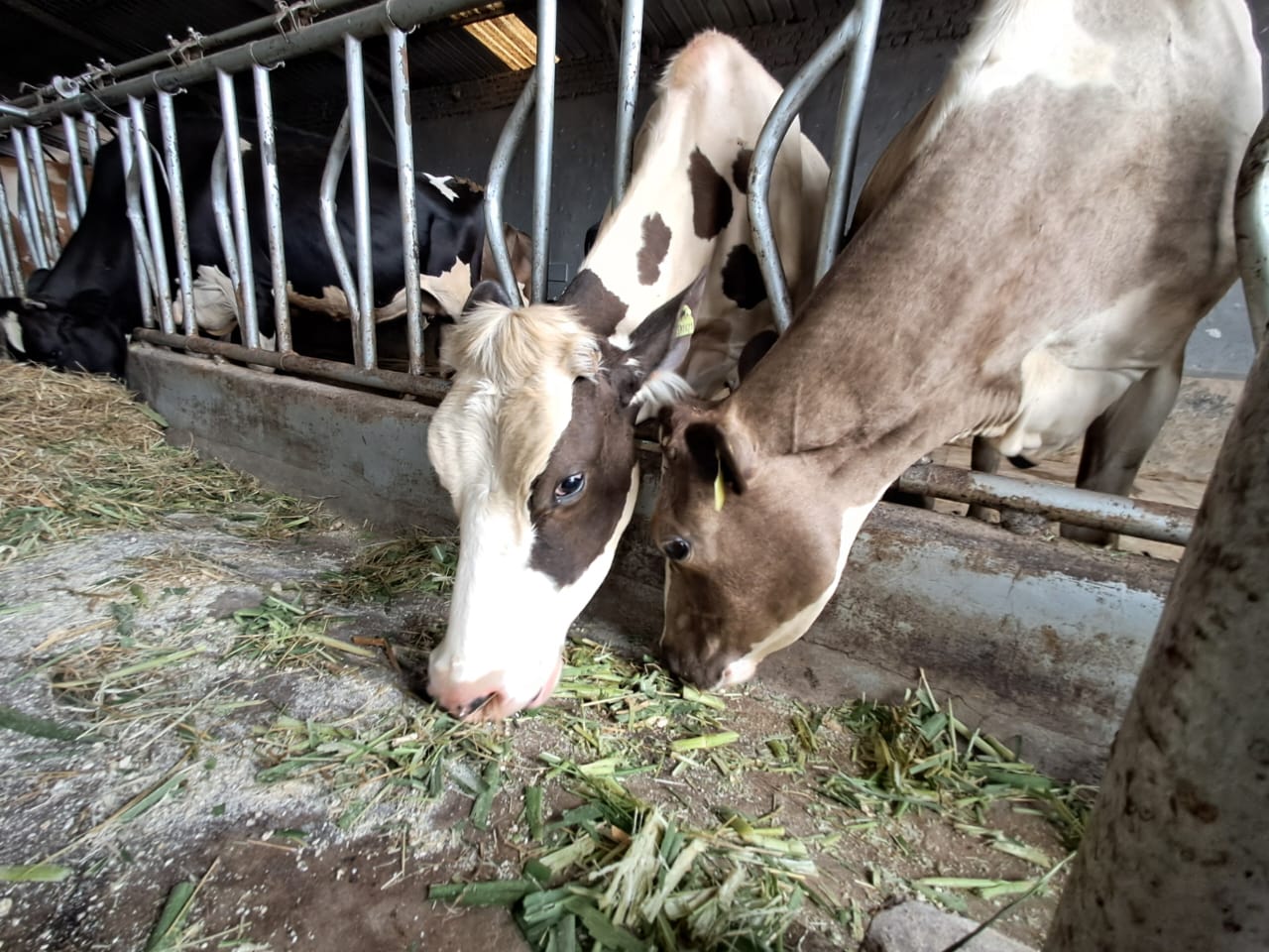 whatsapp image 2026 02 11 at 18.39.51