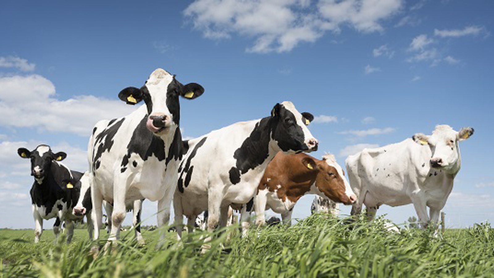 black and white cows in green grassy meadow under blue sky near amersfoort in holland