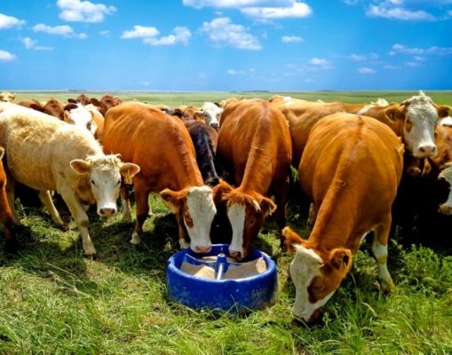 cattle mineral tub sfc credit laura hoimyr